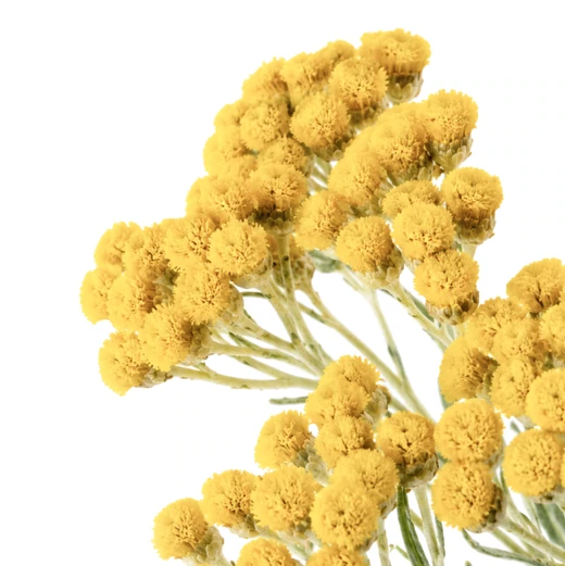 意大利蜡菊 | 细腻