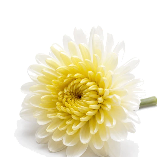 白花春黄菊花 | 维稳